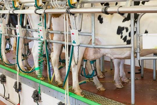 Korzyści wynikające z automatyzacji procesu dojenia krów