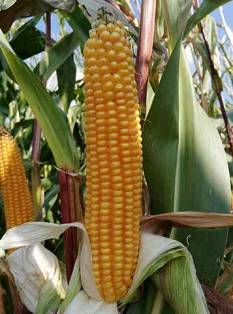 Nasiona kukurydzy TIPICO