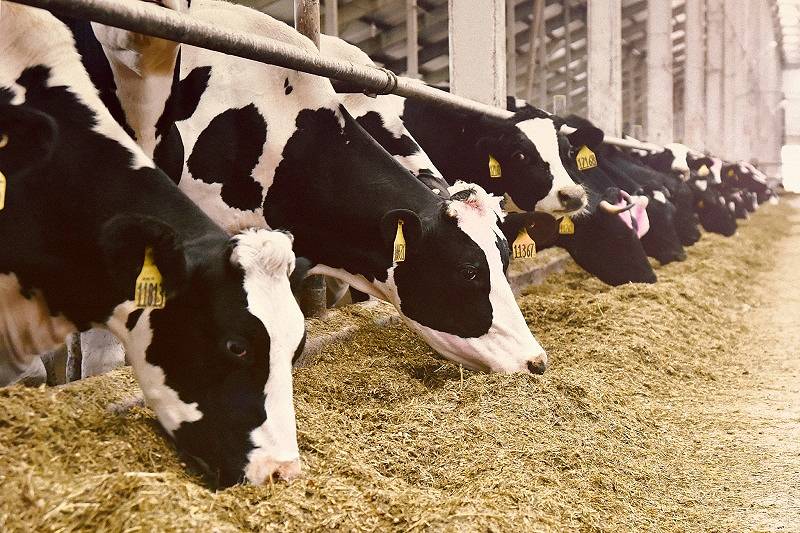 Dlaczego biegunka u bydła i trzody jest niebezpieczna?