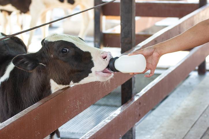 Jakie właściwości mają preparaty mlekozastępcze dla cieląt?