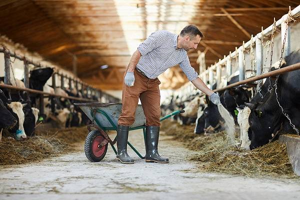 Premiksy i ich rola w żywieniu krów mlecznych