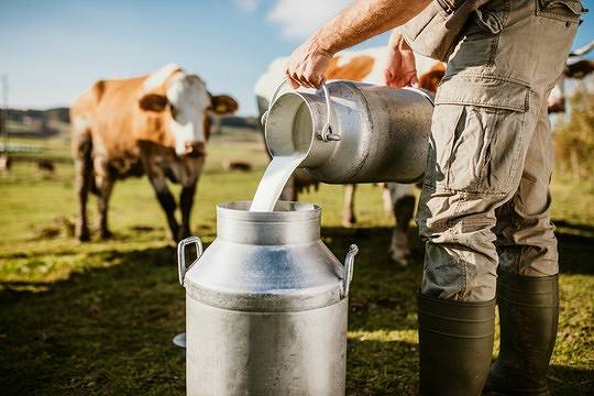 Jak dobrostan krów wpływa na jakość mleka?